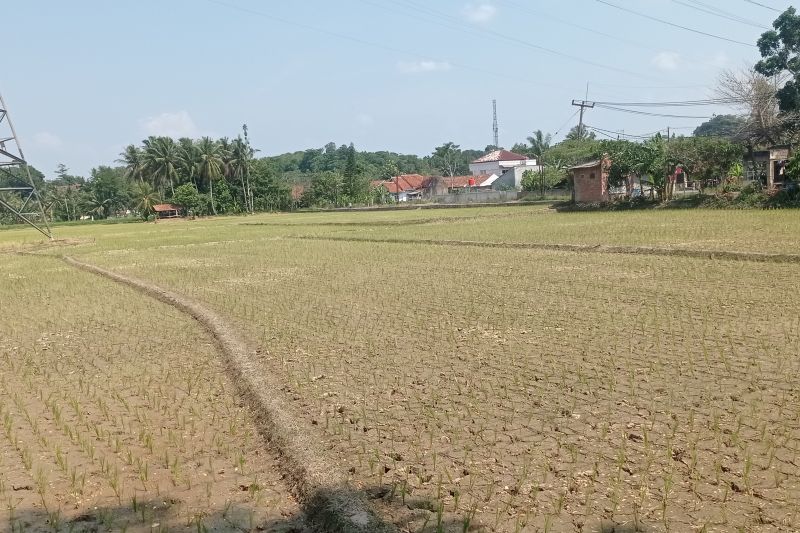 Kekeringan Kembali Melanda Petani Lebak