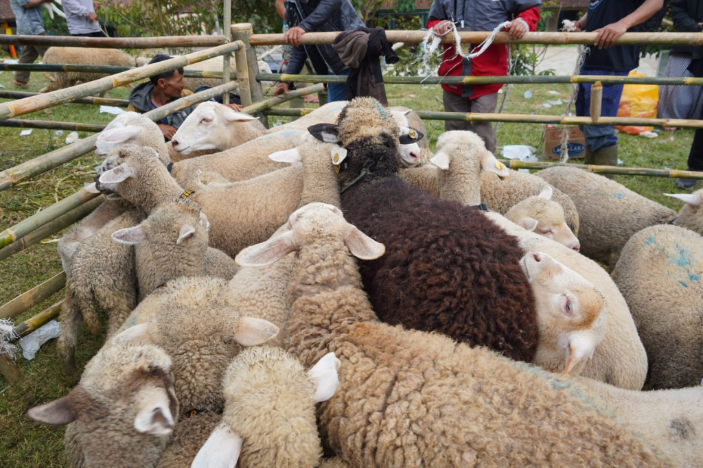 Kementan Membidik Peluang Perluasan Pasar Komoditas Domba Batur