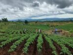 Luhut Membawa China Masuk ke Food Estate Humbahas Setelah Kecewa Dengan Hasilnya