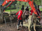 Petani di negara tetangga RI membinasakan 125 buaya langka karena alasan ini