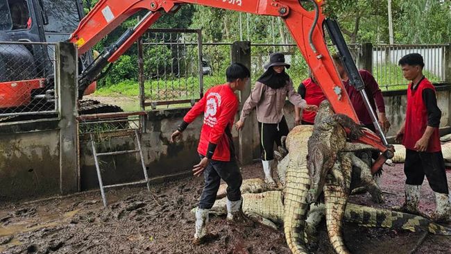 Petani di negara tetangga RI membinasakan 125 buaya langka karena alasan ini