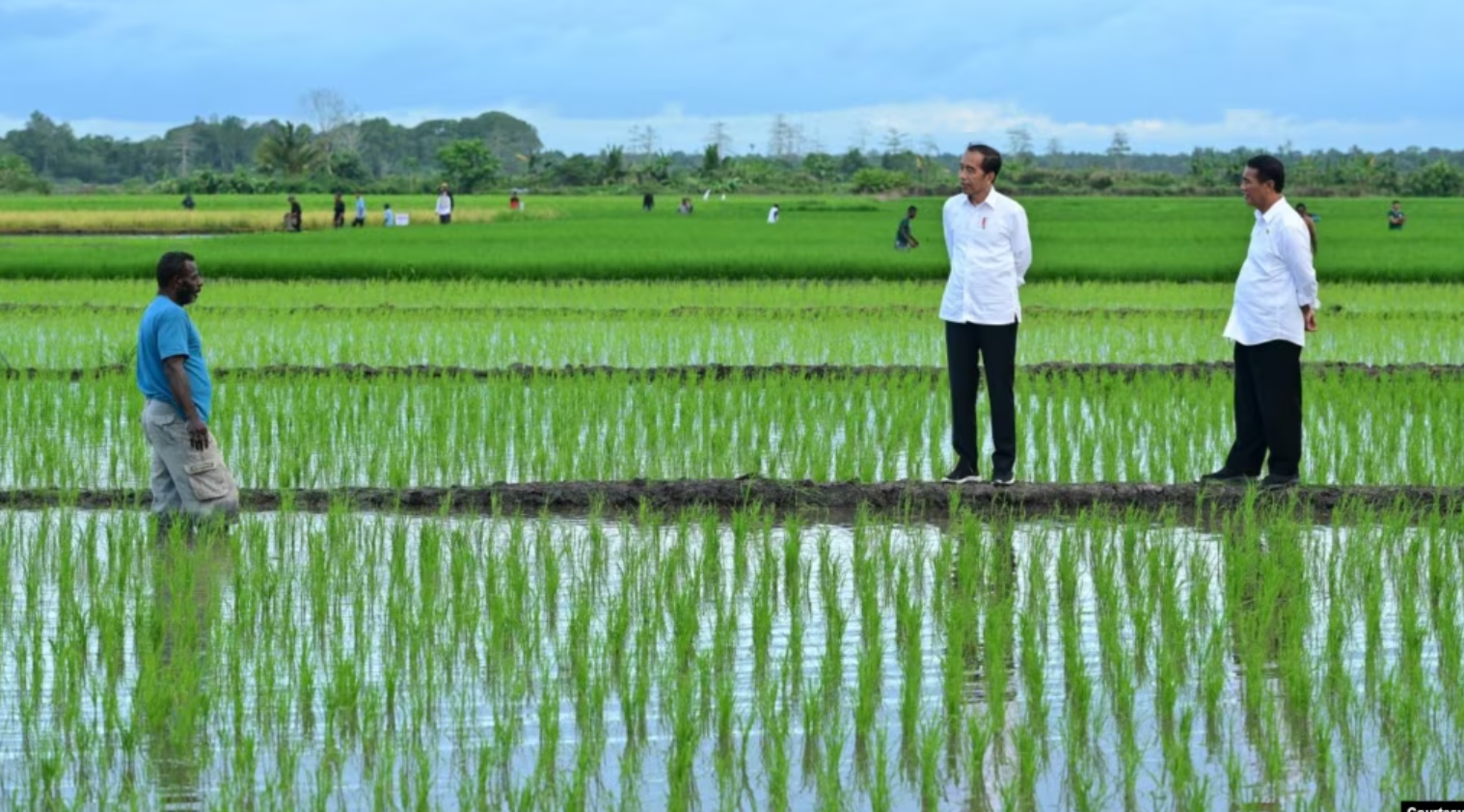 Aktivis Papua Mendorong Dihentikannya Proyek Pertanian di Merauke dengan Luas Satu Juta Hektar