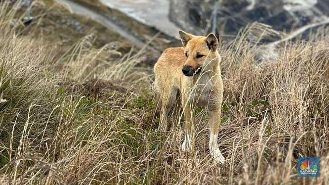 new-guinea-singing-dog-ngsd-atau-dingo-si-penyanyi-di-area-bekas-tambang-terbuka-grasberg-timika-papua-milik-freeport-indonesi_169.jpeg